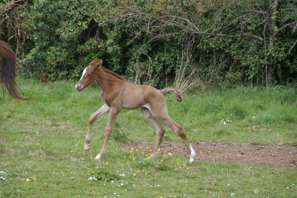Ezzahra du Breuil (Munjiz x Jamaa), âgée de 12 h
