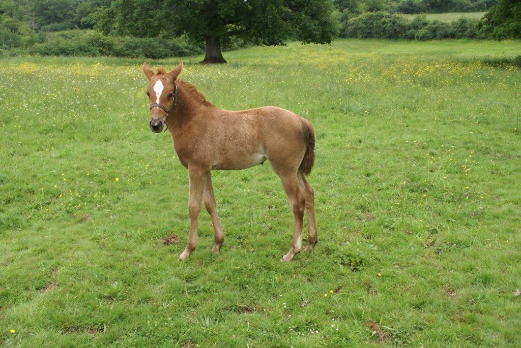 Ezzahra du Breuil (Munjiz x Jamaa), à un mois