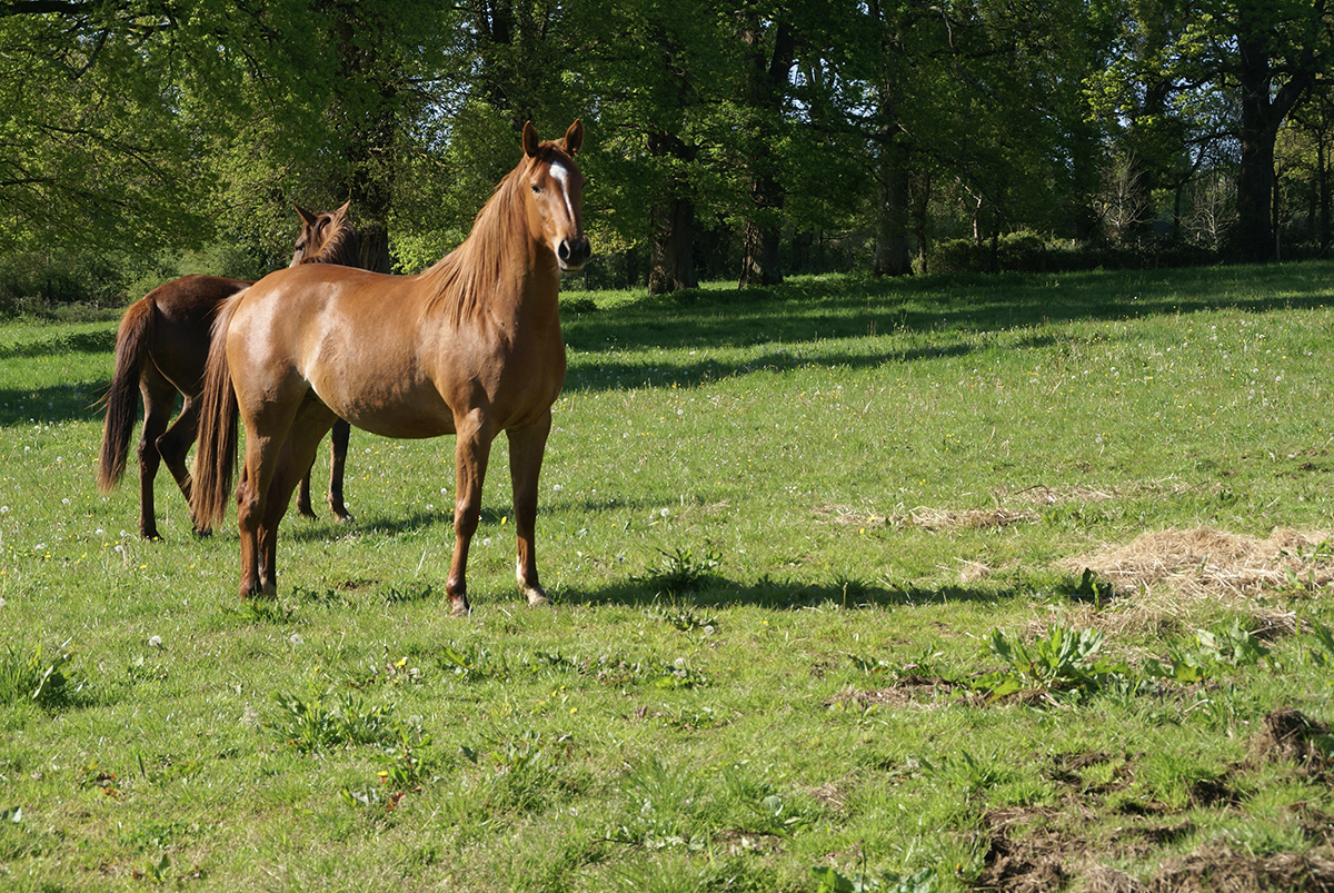 Ezzahra du Breuil (Munjiz x Jamaa du Breuil [Djouras Tu], âgée de 2 ans