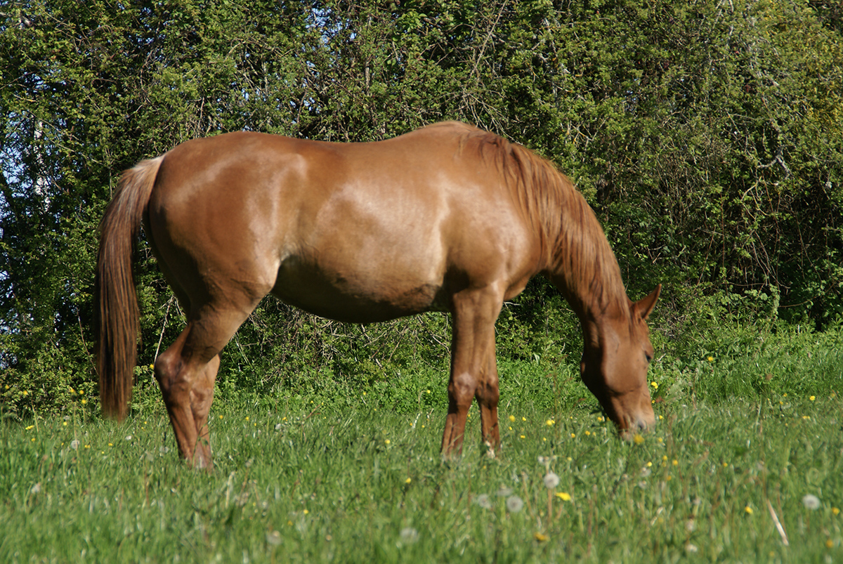 Ezzahra du Breuil (Munjiz x Jamaa du Breuil [Djouras Tu], âgée de 2 ans
		Date: 2016:04:29 08:38:04