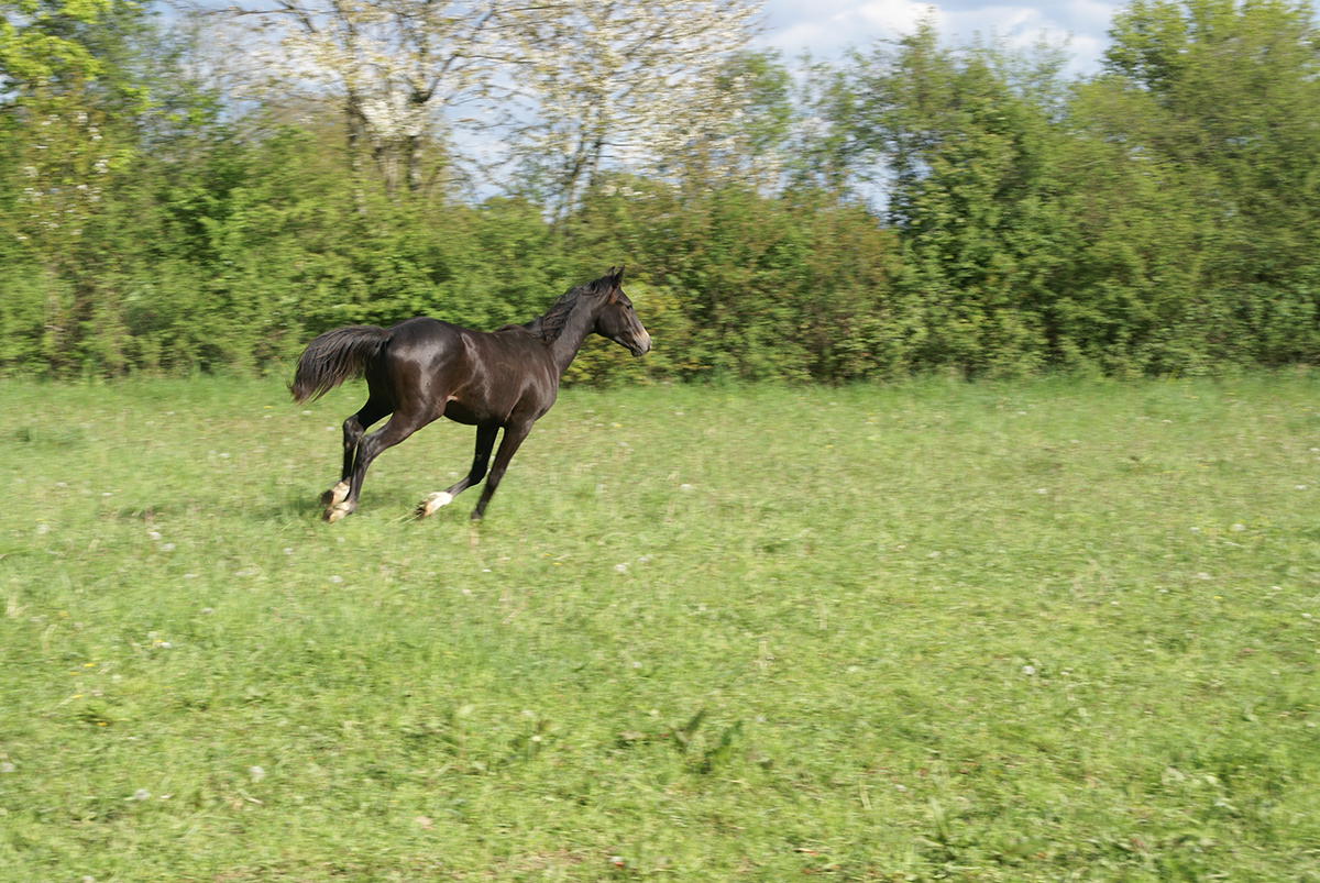 Faruq du Breuil, yearling
		Date: 2016:05:01 16:18:23