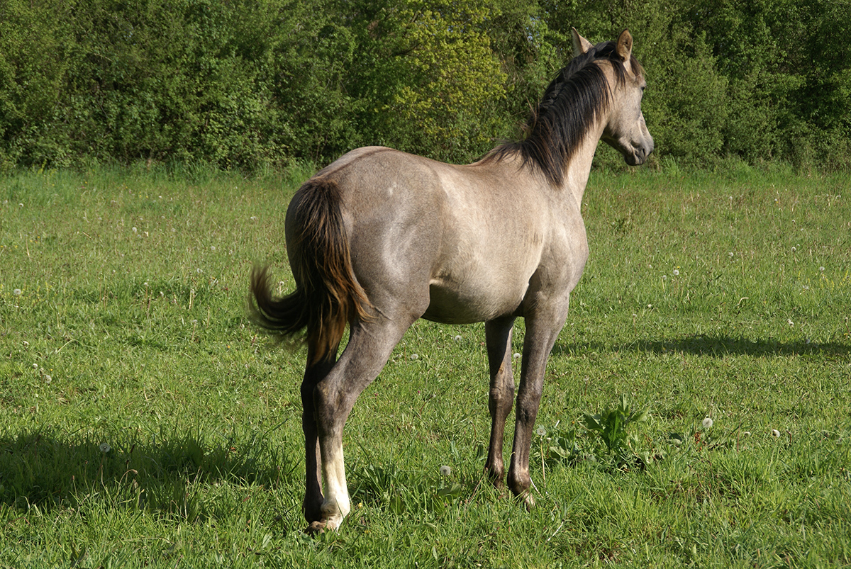 Fawar du Breuil, yearling Date: 2016:05:01 16:20:10