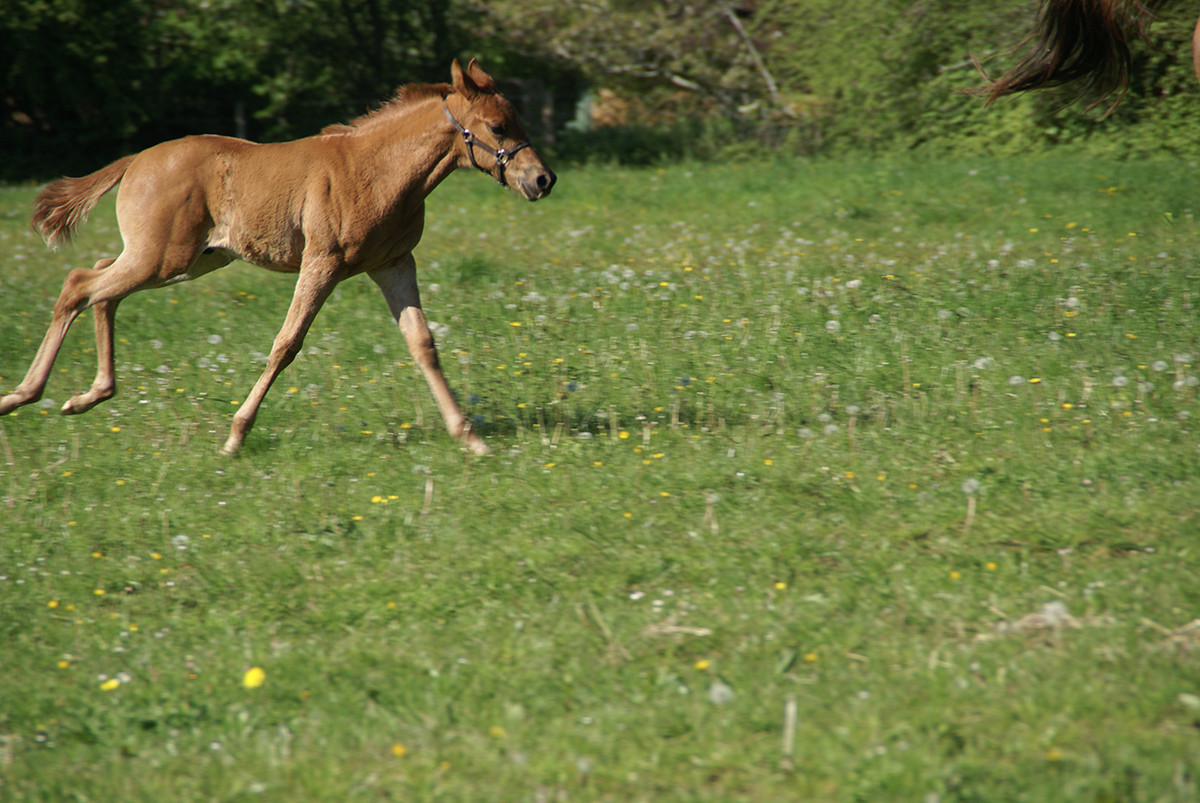 Gohar du Breuil, âgé de 3 semaines
		Date: 2016:04:29 08:31:52