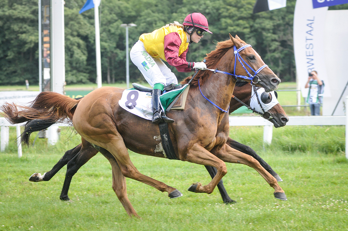 Chalwa du Breuil, vainqueur Gr.3 Duindigt: Chalwa du Breuil, vainqueur Gr.3 Duindigt
		Author: Bas Huybers - Huybers.com
		Date: 2017:07:31 21:28:22
