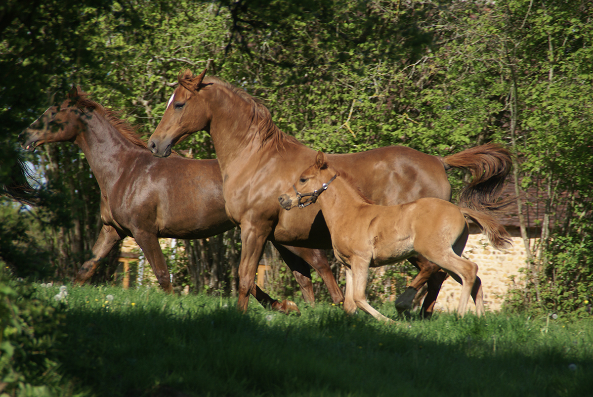 Jamaa, Gohar du Breuil
		Date: 2016:04:29 08:32:14