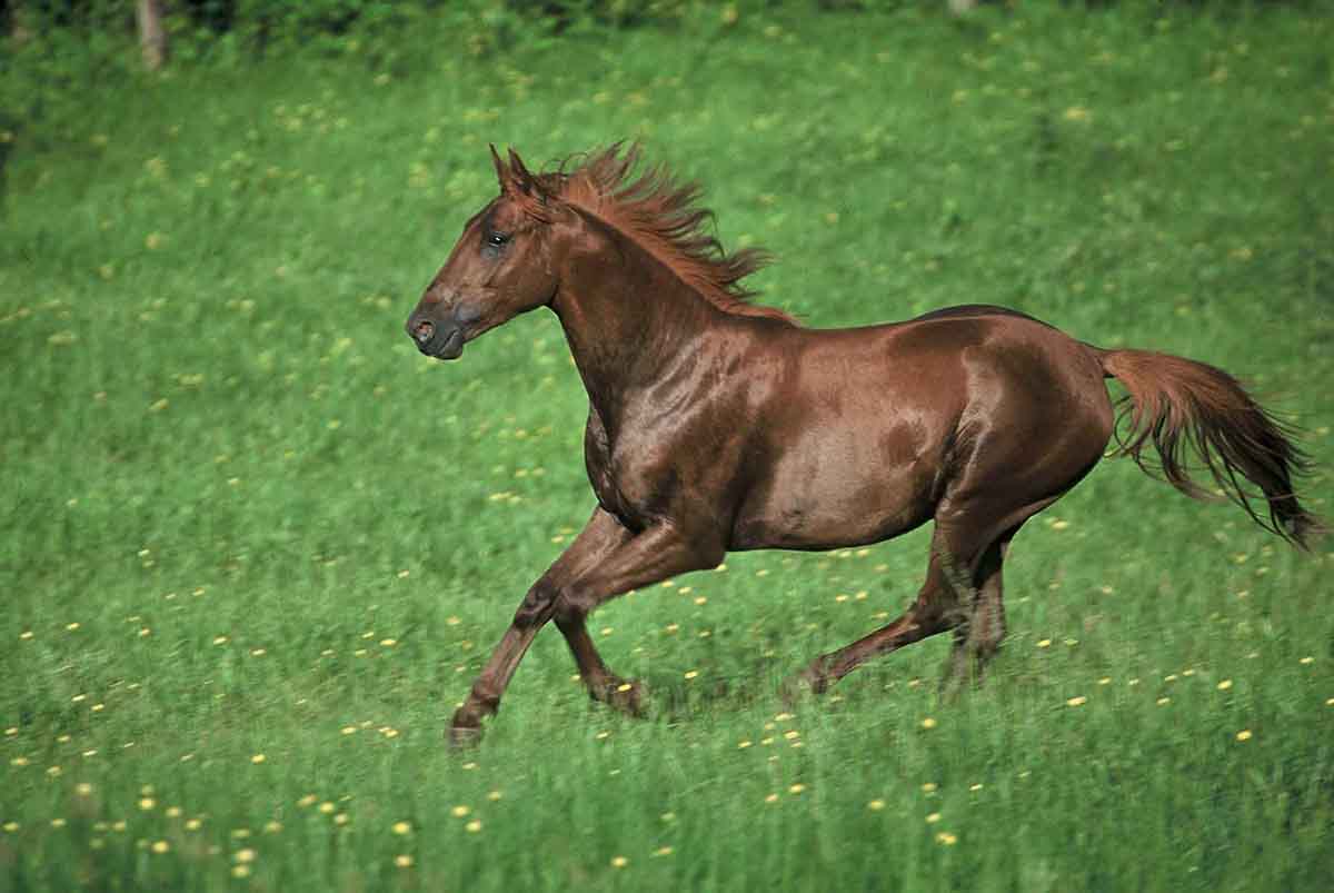 Kif Poyaudin (Djelfor x Basta)