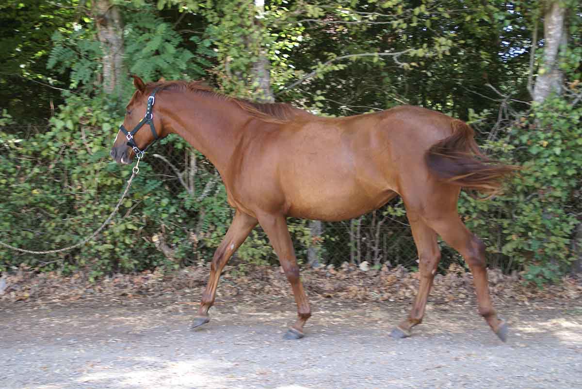 La Vande, âgée de 30 mois
		Date: 2016:09:11 10:56:24