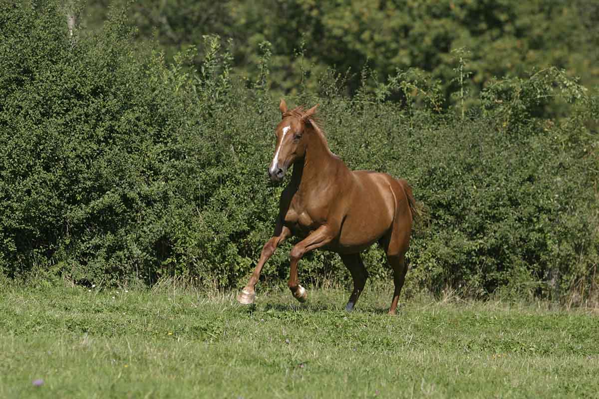 Ouarka du Breuil (Kesberoy x Basta)
		Date: 2004:09:08 14:36:01