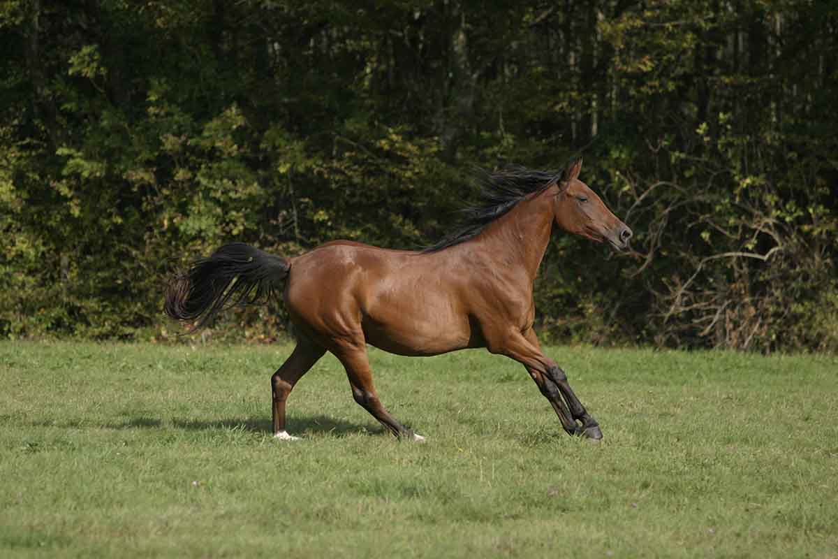 Paprika du breuil (Kador B. x Basta)
		Date: 2005:10:14 14:34:35