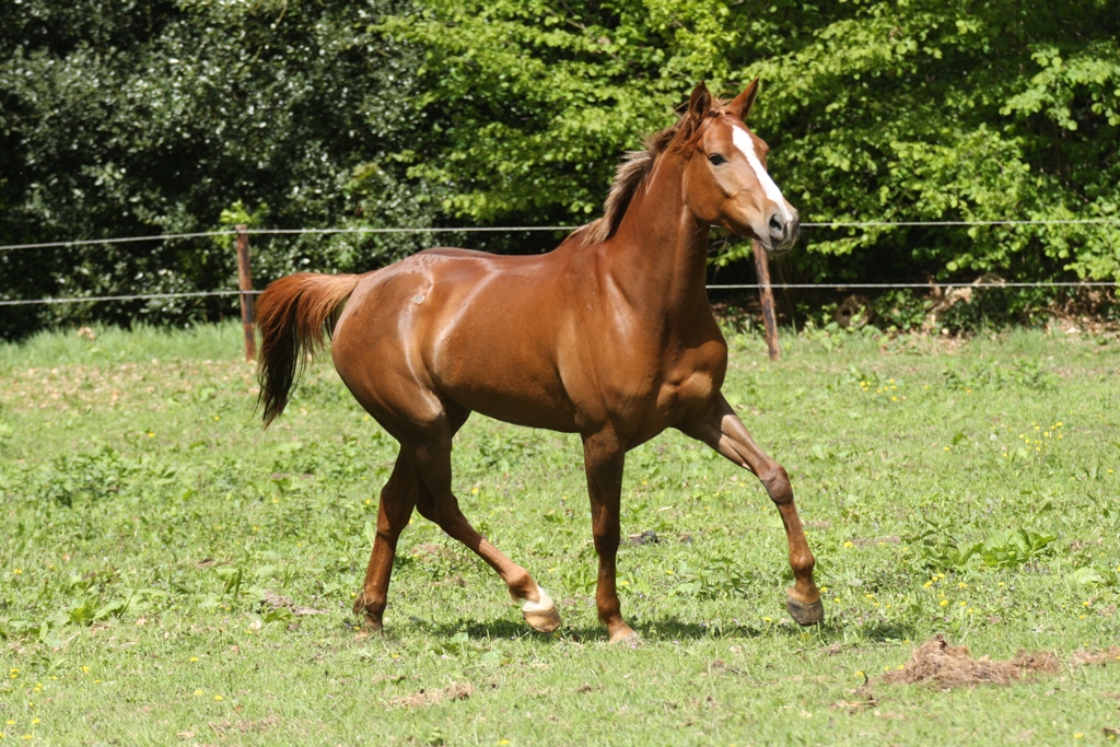 Serouda du Breuil (Dormane x Jamaa du Breuil)
		Date: 2010:05:11 12:20:15
