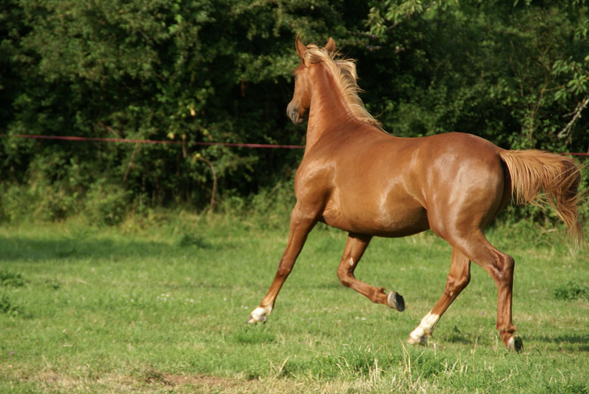 Tian du Breuil (Tidjani x Basta)
		Date: 2009:06:27 19:07:28