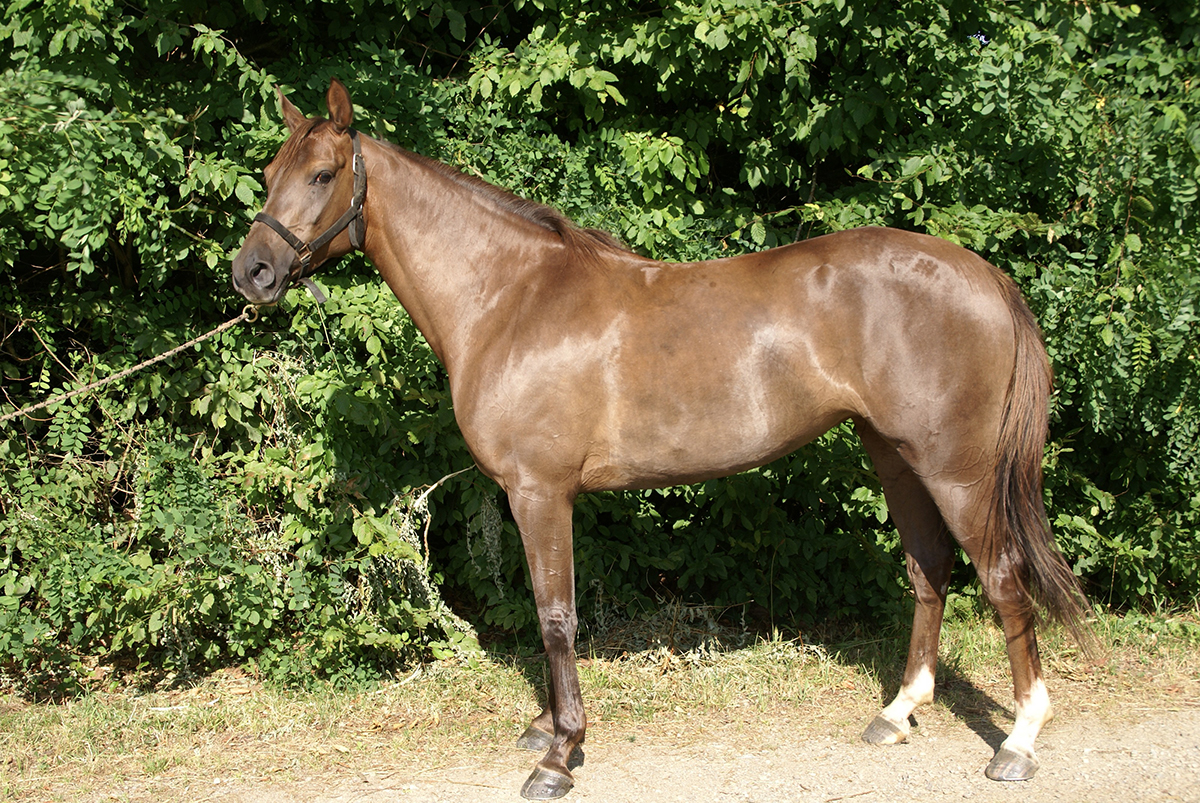 Vega du Clos (Monsieur Al Maury x Basta)
		Date: 2013:08:04 16:56:15