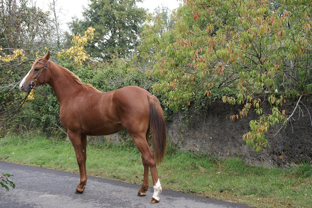 Vulcain du Clos, yearling
		Date: 2010:09:28 09:48:50