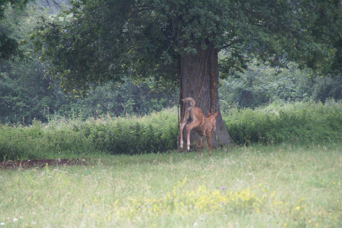 Wanaa du Breuil, 4 mois
		Date: 2010:06:17 09:33:06