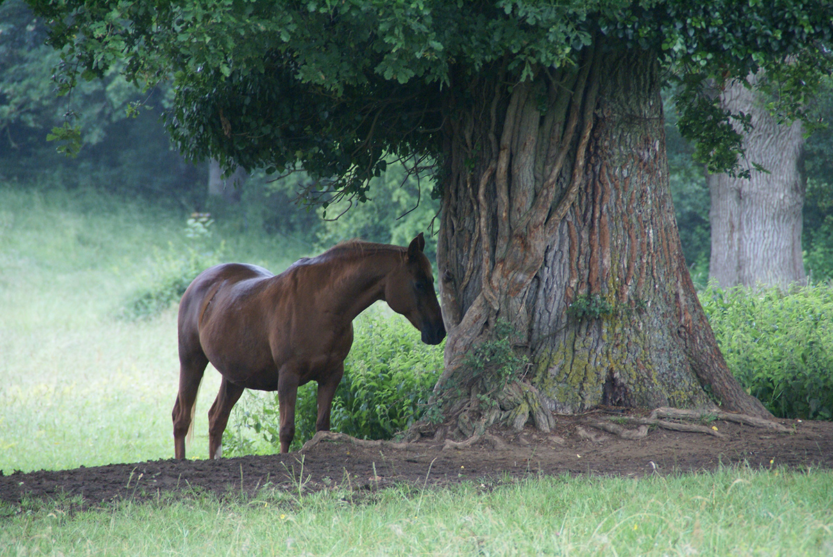 Basta sous le grand chêne
		Date: 2010:06:17 09:35:56