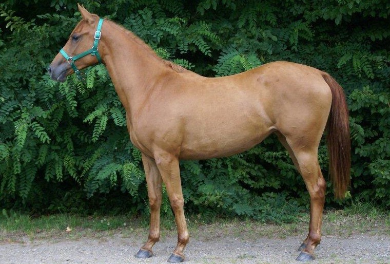 Chalwa du Breuil, âgée de 2 ans