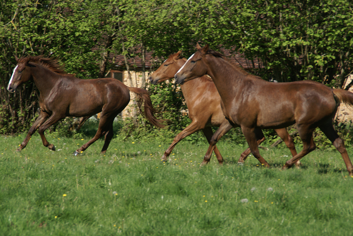 Ezzahra et Essaouira, âgées de 2 ans
		Date: 2016:04:29 08:33:24