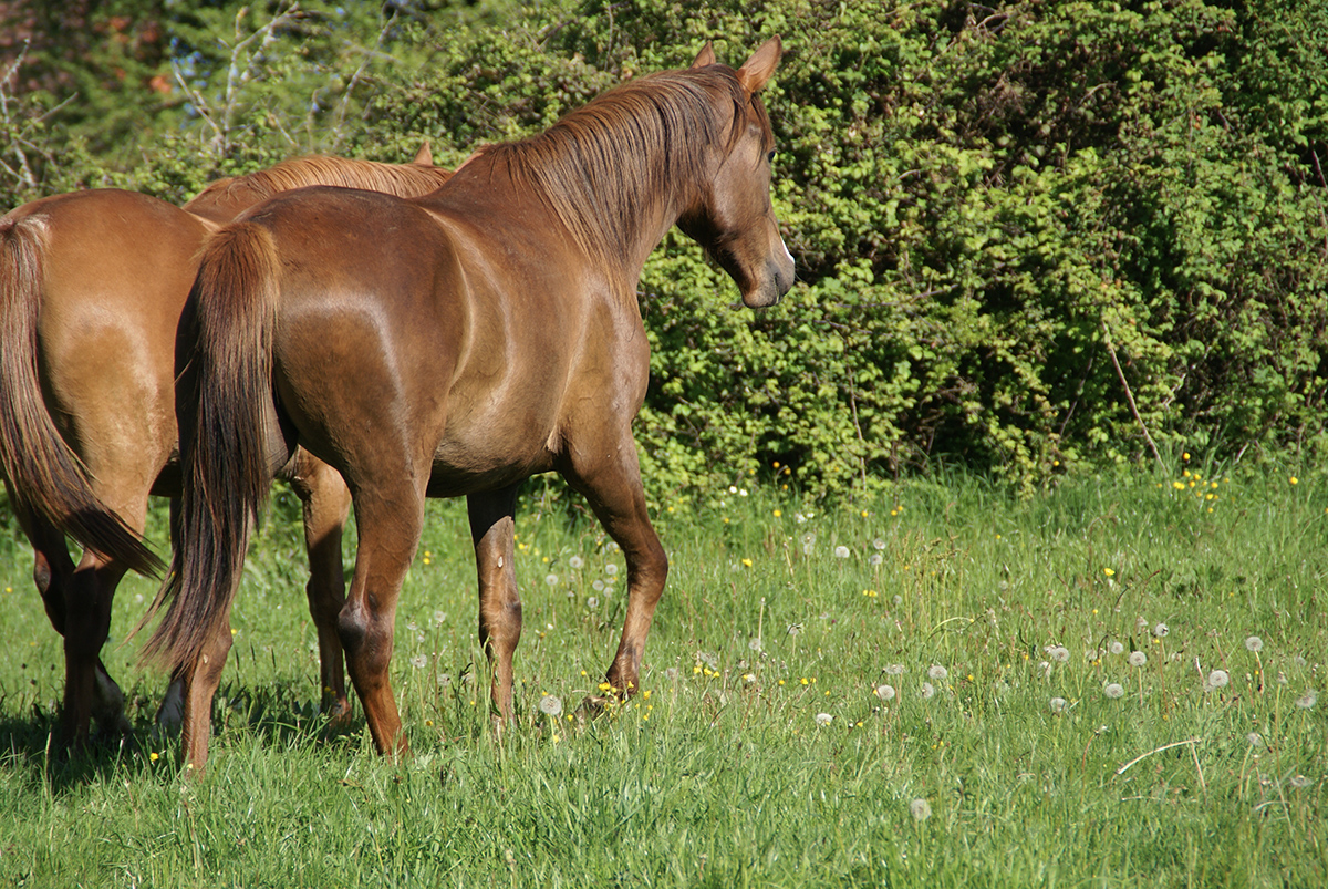 Ezzahra et Essaouira, âgées de 2 ans
		Date: 2016:04:29 08:36:56